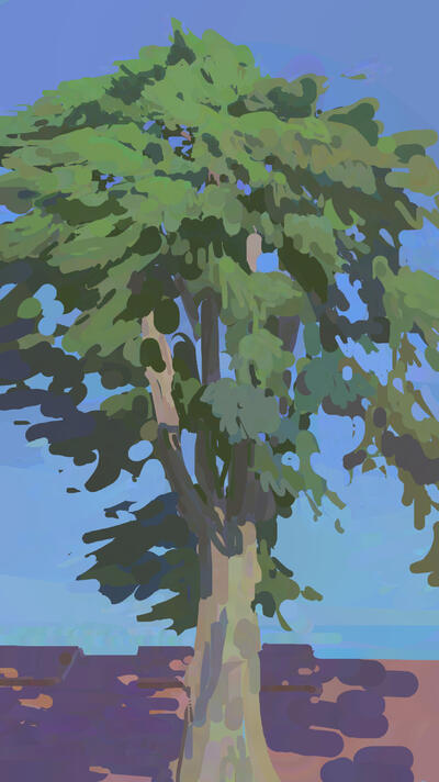 Pine Tree Pine Tree